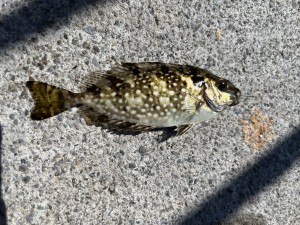 IMG_8132
